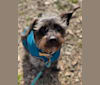 Shadow, a Poodle (Small) and Russell-type Terrier mix tested with EmbarkVet.com