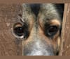 Duke, a German Shepherd Dog and Spanish Galgo mix tested with EmbarkVet.com
