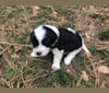 Winham’s “DollyBelle” of Rocky Mountain Cotons, a Coton de Tulear tested with EmbarkVet.com