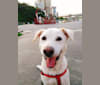 Photo of Casper, a Formosan Mountain Dog  in Taiwan