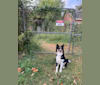 Tim, an Australian Shepherd Group tested with EmbarkVet.com