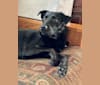 Roxie, a Labrador Retriever and German Shepherd Dog mix tested with EmbarkVet.com