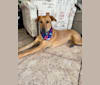 Sadie, a German Shepherd Dog and Rottweiler mix tested with EmbarkVet.com