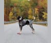 Jager, a Bluetick Coonhound tested with EmbarkVet.com