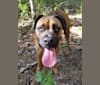 Photo of Zeus, a Boxer and American Pit Bull Terrier mix in South Carolina, USA