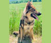 Bo Duke, a German Shepherd Dog tested with EmbarkVet.com