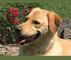 Einstein, a Golden Retriever and German Shepherd Dog mix tested with EmbarkVet.com