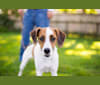 Trout, a Beagle and Irish Terrier mix tested with EmbarkVet.com