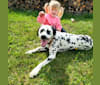 Photo of Firefly, a Dalmatian  in Claysville, PA, USA