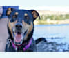 Samera, a Collie and Rottweiler mix tested with EmbarkVet.com