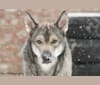 Aiden, a Siberian Husky and German Shepherd Dog mix tested with EmbarkVet.com
