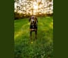 Dobie, a Doberman Pinscher and Treeing Walker Coonhound mix tested with EmbarkVet.com
