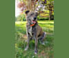 Roadie, a Labrador Retriever and Rottweiler mix tested with EmbarkVet.com