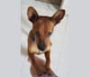 Photo of Pip, a Miniature Pinscher, Chihuahua, Russell-type Terrier, and Mixed mix in West Virginia, USA
