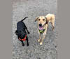 Wallace, an Afghan Hound and Labrador Retriever mix tested with EmbarkVet.com