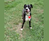 Odin, a Boxer and American Pit Bull Terrier mix tested with EmbarkVet.com