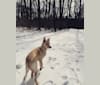 Luna, an English Shepherd and German Shepherd Dog mix tested with EmbarkVet.com