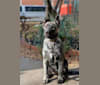 Bec (Becquerel), a German Shepherd Dog and Alaskan Malamute mix tested with EmbarkVet.com