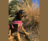 Ruby, a Bluetick Coonhound and Boxer mix tested with EmbarkVet.com