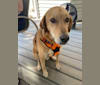 Robin, a West Asian Village Dog tested with EmbarkVet.com
