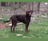 Diesel, a Labrador Retriever tested with EmbarkVet.com