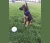 Mishka, a German Shepherd Dog tested with EmbarkVet.com