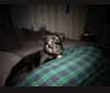 Photo of Goji, a Rottweiler, Siberian Husky, and Alaskan Malamute mix in Portland, Oregon, USA
