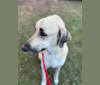Willie, an Anatolian Shepherd Dog and Great Pyrenees mix tested with EmbarkVet.com