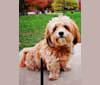 Brody, a Poodle (Small) and Pekingese mix tested with EmbarkVet.com