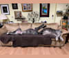 Tipper, an Irish Wolfhound tested with EmbarkVet.com