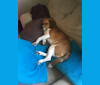 Beau, a Beagle and Australian Cattle Dog mix tested with EmbarkVet.com