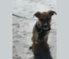 Photo of Kobe, a Chihuahua, American Pit Bull Terrier, Poodle (Small), and Mixed mix in Merced, CA, USA
