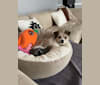 Cleo, a Poodle (Small) and Pekingese mix tested with EmbarkVet.com