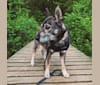 Photo of Gus, a Norwegian Elkhound, German Shepherd Dog, and Russell-type Terrier mix in Marlinton, WV, USA