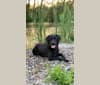 Sage, a Labrador Retriever tested with EmbarkVet.com