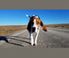 Photo of Gerald, a Treeing Walker Coonhound  in Missouri, USA