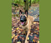Cella, a German Shepherd Dog and Dutch Shepherd mix tested with EmbarkVet.com