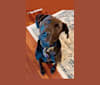 Hachi, a German Shorthaired Pointer and Staffordshire Terrier mix tested with EmbarkVet.com