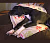 Photo of Barry “Bubba”, a Beagle, American Pit Bull Terrier, and Labrador Retriever mix in Kentucky, USA