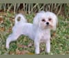 Bella Mia, a Maltese tested with EmbarkVet.com