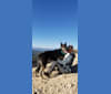 Cooper, a German Shepherd Dog and Siberian Husky mix tested with EmbarkVet.com