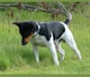 Roux, a Rat Terrier tested with EmbarkVet.com