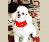 Timmy, a Poodle (Small) tested with EmbarkVet.com