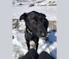 Photo of Spud, an Alaskan-type Husky and German Shorthaired Pointer mix in Minto, Alaska, USA