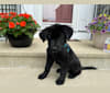 Otto (Othello), a German Shepherd Dog and Newfoundland mix tested with EmbarkVet.com