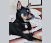 Photo of Ekko, a Japanese or Korean Village Dog and Jindo mix in Plano, Texas, USA