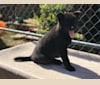 Niah X Akuma Puppy 1, a Kai Ken tested with EmbarkVet.com