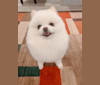 Turbo, a Pomeranian tested with EmbarkVet.com