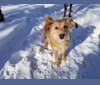 Photo of Cali, a Lhasa Apso, Beagle, Pomeranian, and Australian Cattle Dog mix in Arkansas, USA