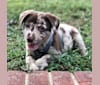 Davey Jones, an American Pit Bull Terrier and Labrador Retriever mix tested with EmbarkVet.com